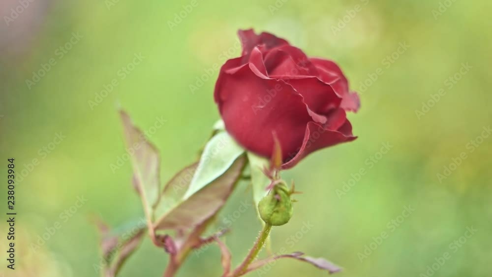 Side view red rose in slow motion on wind Side view red rose in slow motion on wind