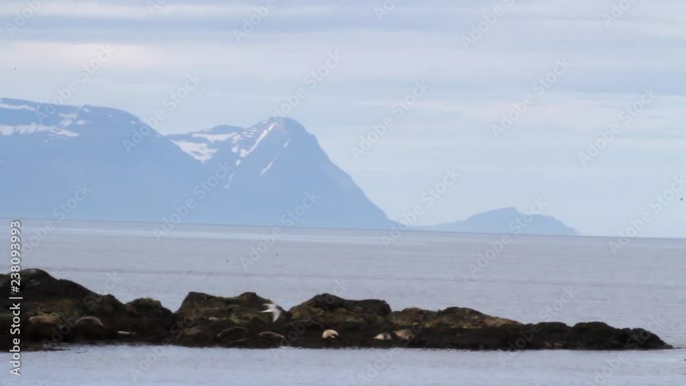 Seals on the shore Beautiful steady long shot of seals on the shore in Iceland Seals on the shore Beautiful steady long shot of seals on the shore in Iceland