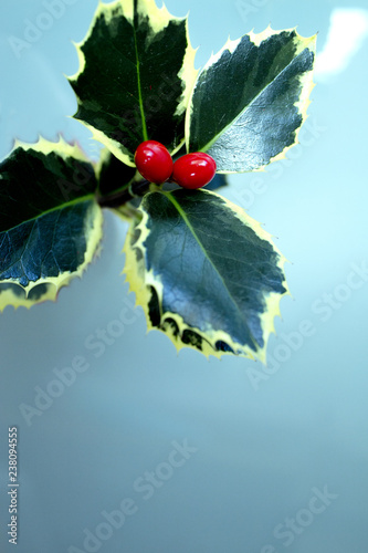 Holly with red christmas berries