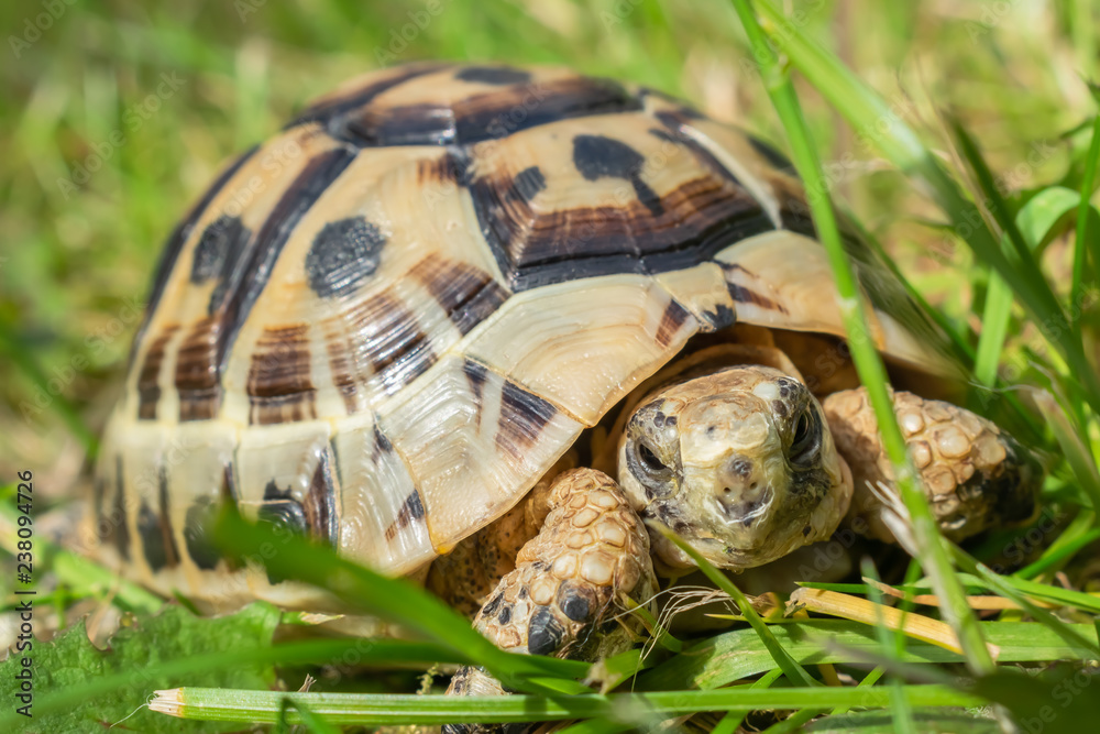 Obraz premium Young steppe tortoise on the green grass.
