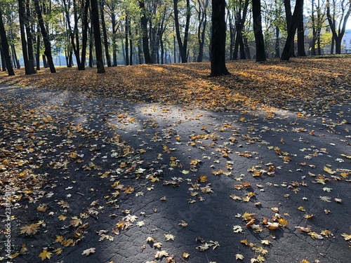 Asphalt road and yellow foliage in an old park on an autumn morning