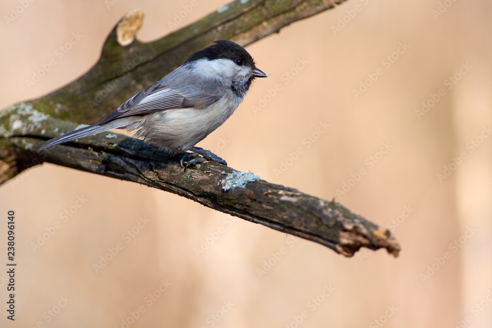 Fototapeta premium Willow tit sits on a dry branch with a seed in its beak in the morning in the spring forest park.