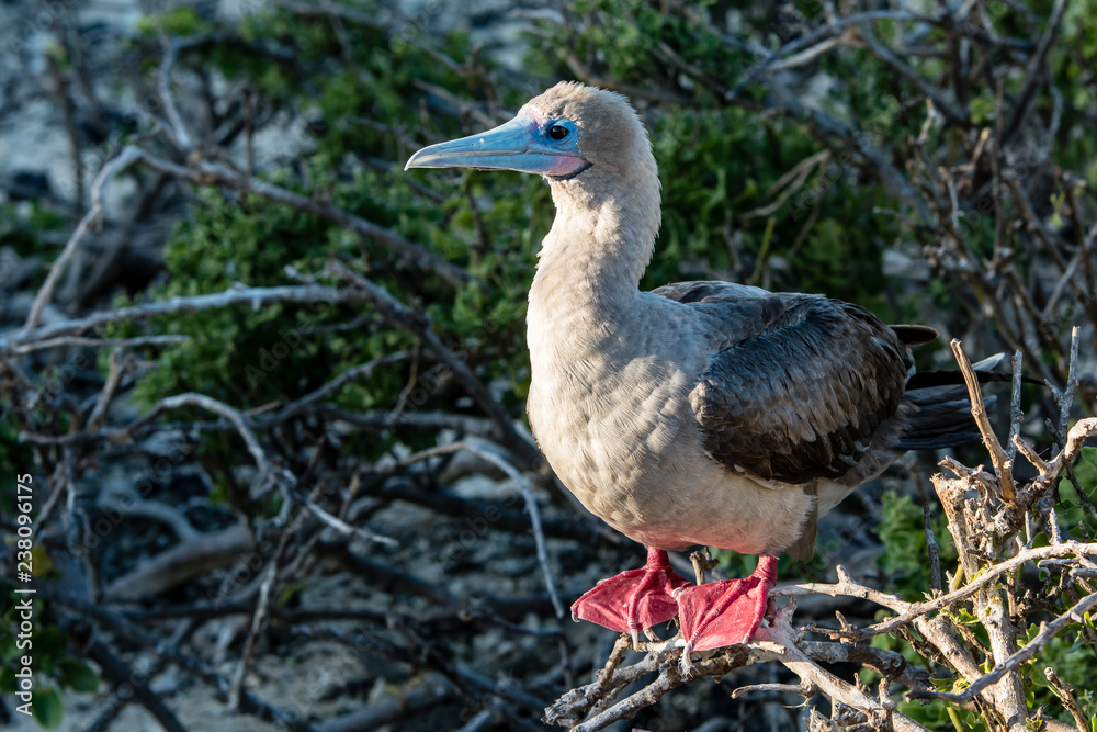 Red footed booby in Genovesa Island in Galapagos archipelago Red footed booby in Genovesa Island in Galapagos archipelago