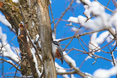 Eurasian nuthatch sits on a tree trunk in hunting pose in the winter forest park.