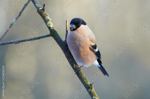 Eurasian bullfinch sits on a mossy branch in the morning in the winter forest park.