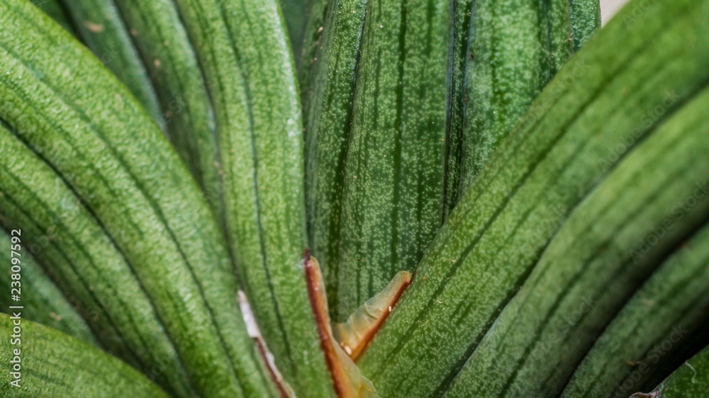 Fototapeta premium closeup of green succulent stem with strong texture