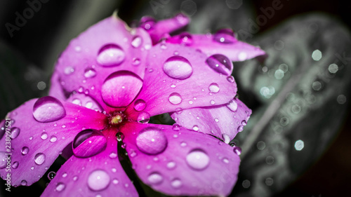 detail closeup of water drops on purple flower. morning dew on flower