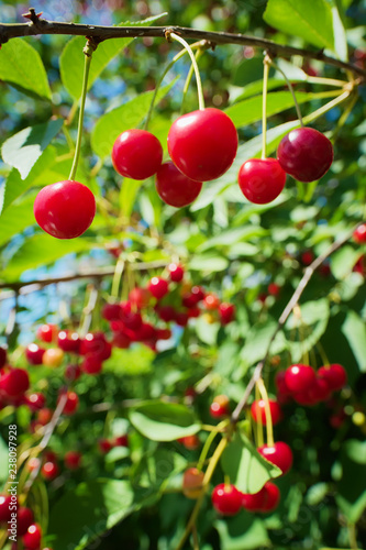 Red sour or tart cherries growing on a cherry tree. Ripe Prunus cerasus fruits and green tree foliage.
