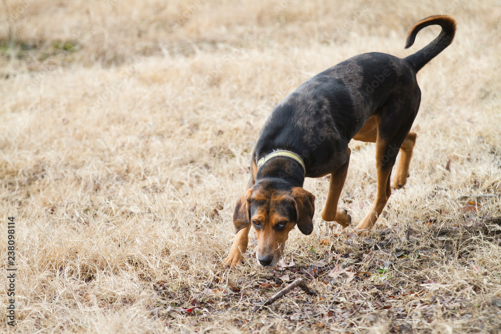 Hound dog following a scent, hunting, wearing a collar