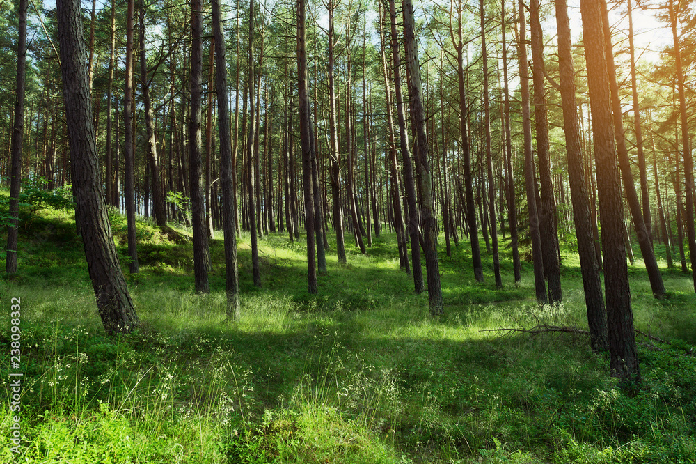 Morning in a pine forest. Evergreen pinewood with Scots or Scotch pine Pinus sylvestris trees in Pomerania, Poland.