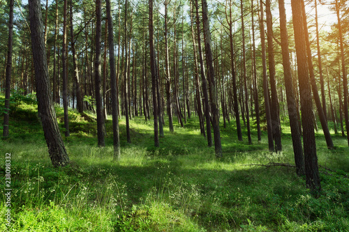 Morning in a pine forest. Evergreen pinewood with Scots or Scotch pine Pinus sylvestris trees in Pomerania  Poland.