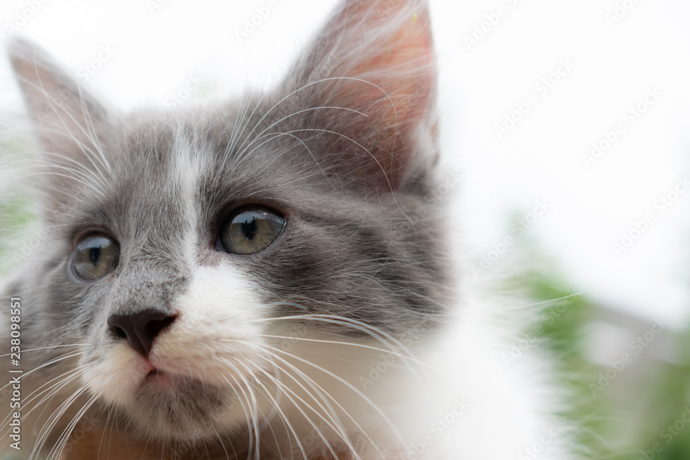 Young gray-white cat posing for photo.