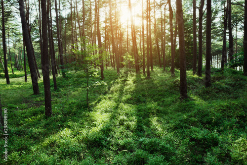 Pine forest at sunrise. Evergreen pinewood with Scots or Scotch pine Pinus sylvestris trees backlit by the sun and green bilberry plants on the forest floor in Pomerania, Poland.