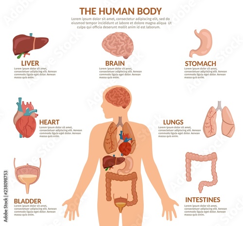 Infographics of human organs anatomy body cartoon vector illustration and anatomy poster