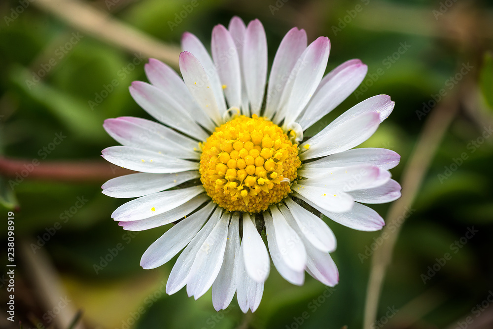 Daisy from above