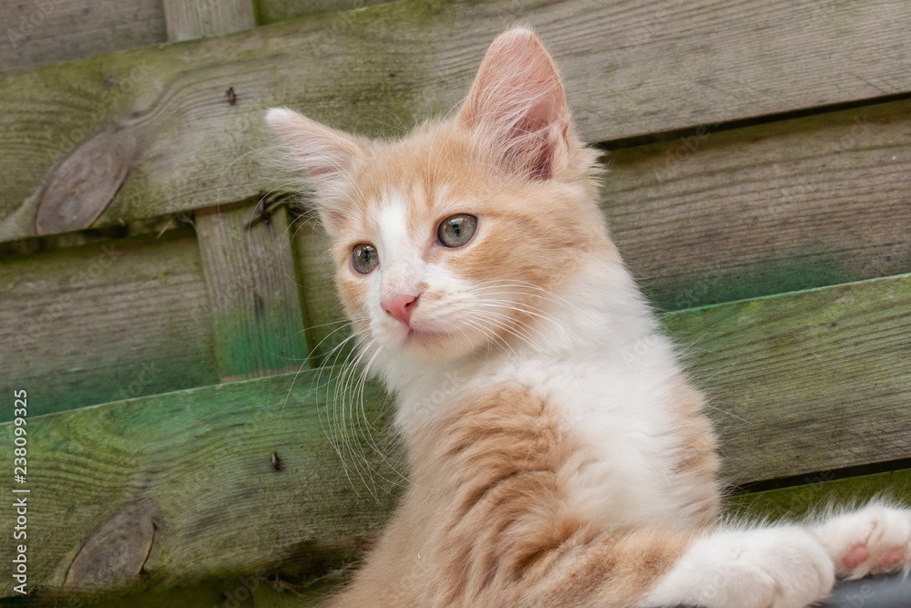 Young red-and-white cat poses for a picture.