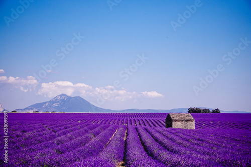 Champ de Lavende à Valensole, Aix-en-Provence, France