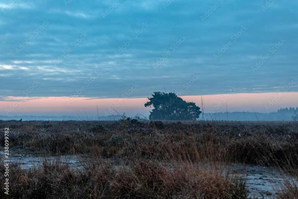 sunrise in national park regte heide - lonely tree sunrise in national park regte heide - lonely tree