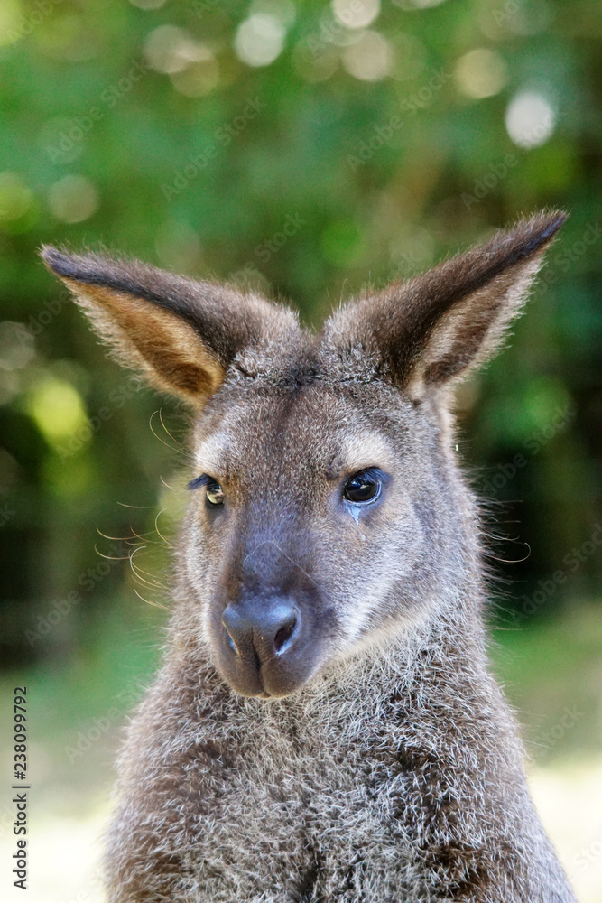 Regard de Kangourou roux