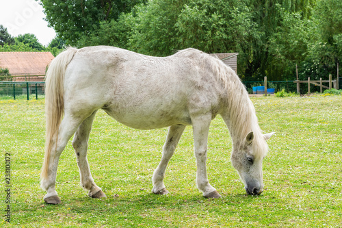 Grown white horse eats grass on the farm.
