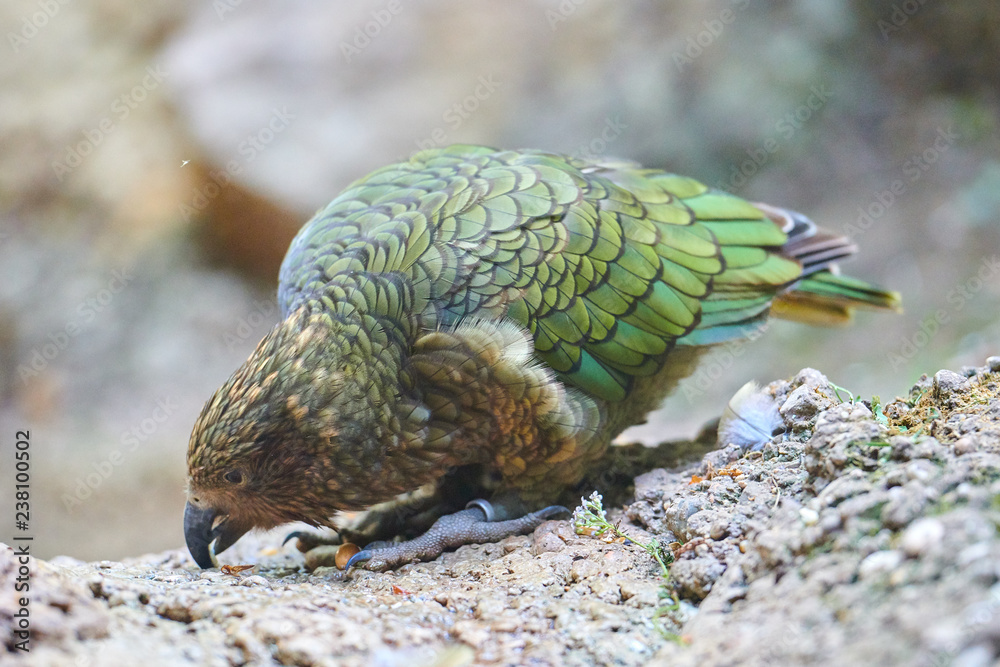 Kea alpine parrot (Nestor notabilis)