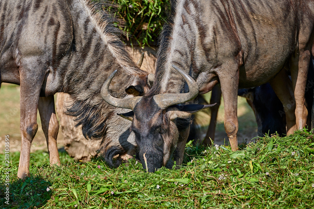 Fototapeta premium Common wildebeest(Connochaetes taurinus)