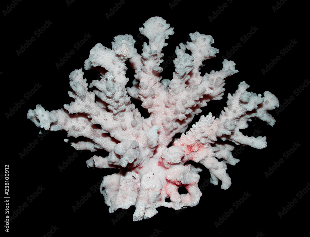 Naklejka premium White Coral Piece Close Up on White Background