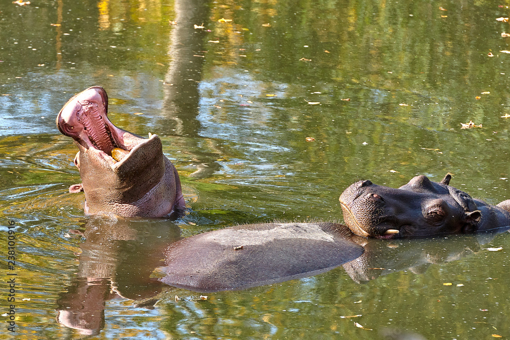 Fototapeta premium Hippopotamus (Hippopotamus amphibius) in the water