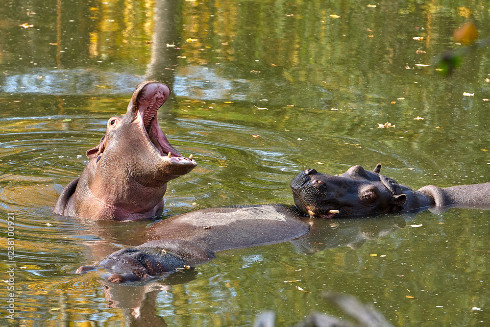 Fototapeta premium Hippopotamus (Hippopotamus amphibius) in the water
