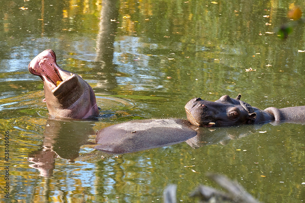 Hippopotamus (Hippopotamus amphibius) in the water Hippopotamus (Hippopotamus amphibius) in the water