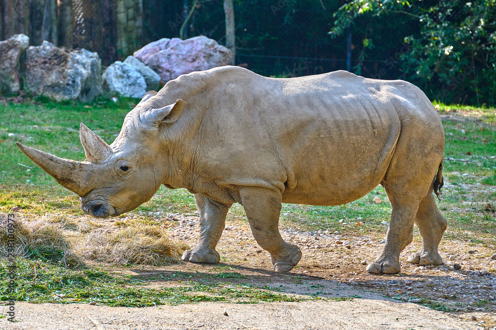 Fototapeta premium A white rhinoceros (Ceratotherium simum)