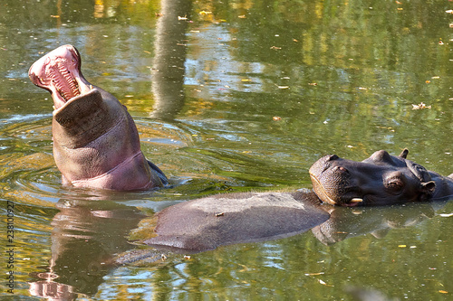 Hippopotamus  Hippopotamus amphibius  in the water