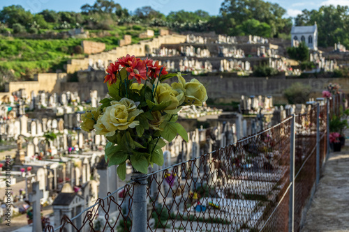 Flowers in front of graves in Addolorata cemetery, Paola, Malta photo