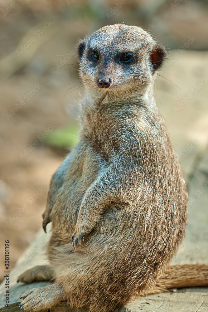 Fototapeta premium Meerkat, suricate (Suricata suricatta)