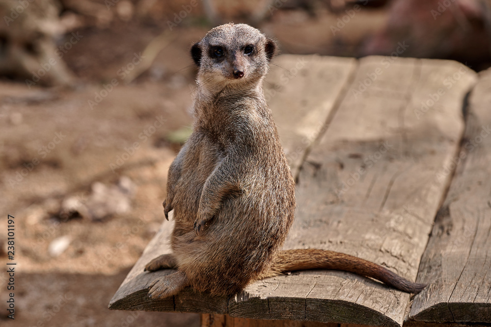 Fototapeta premium Meerkat, suricate (Suricata suricatta)