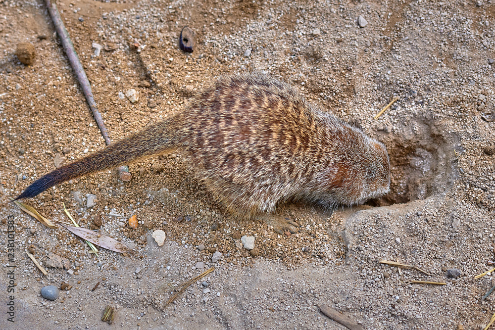 Obraz premium Meerkat, suricate (Suricata suricatta)