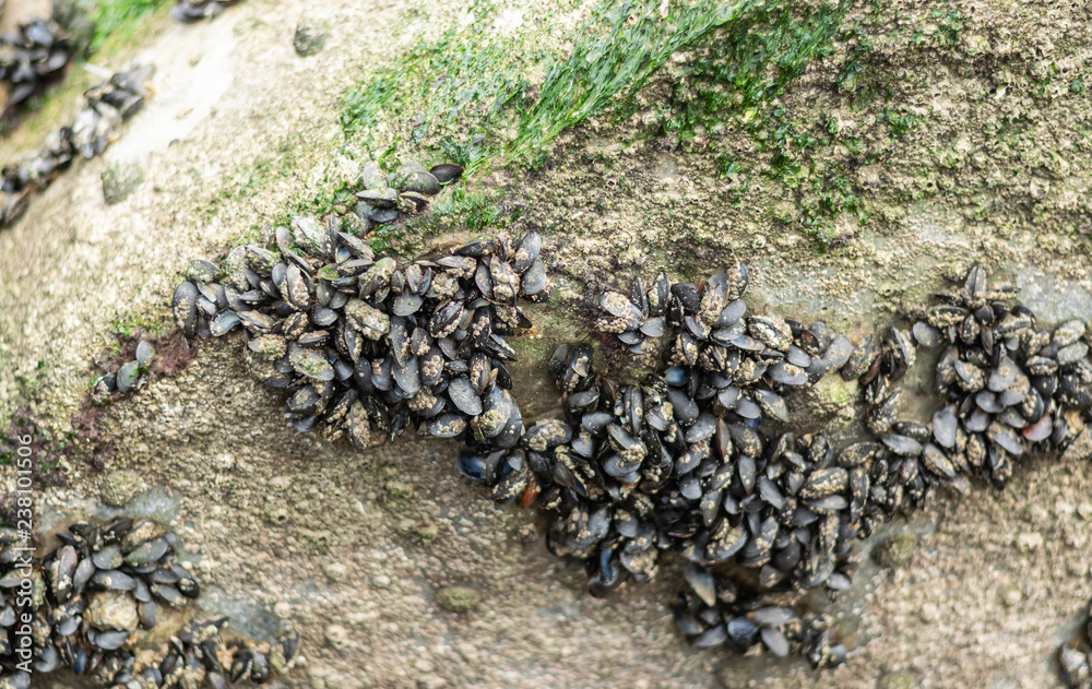 Mussels on old concrete fortifications of the shore. Mussels on old concrete fortifications of the shore.