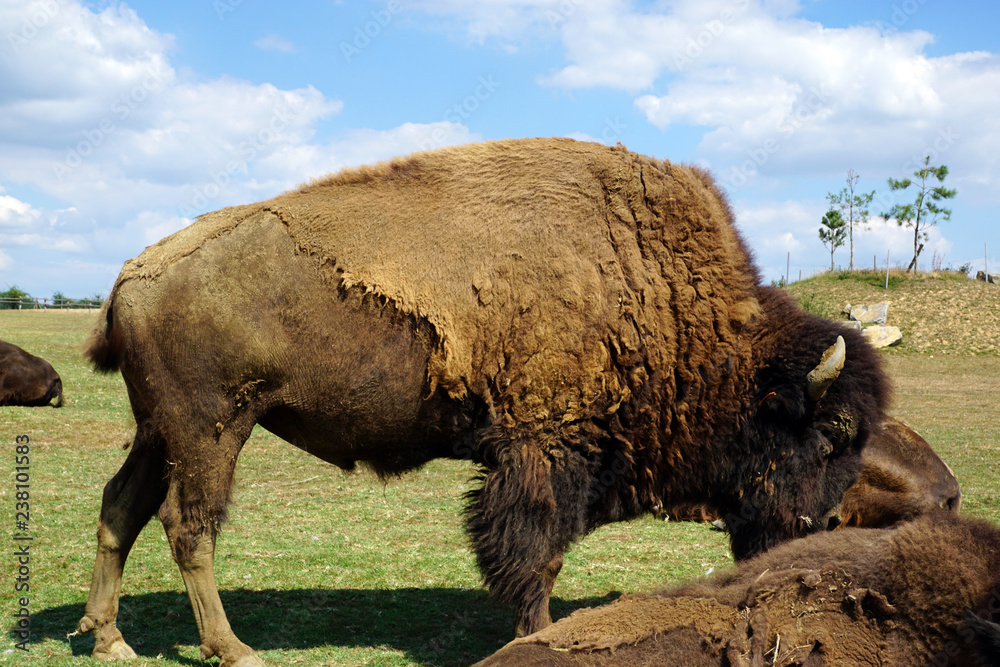 Fototapeta premium Bison des forêts