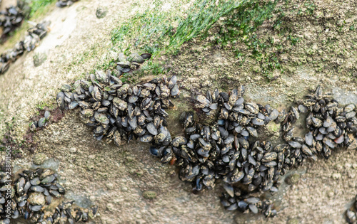 Mussels on old concrete fortifications of the shore.