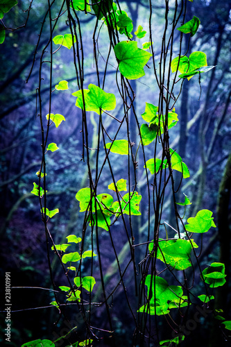 a beautiful green foggy and humid rainforest scene photo