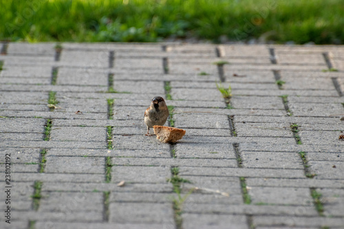 sparows and a piece of bread photo