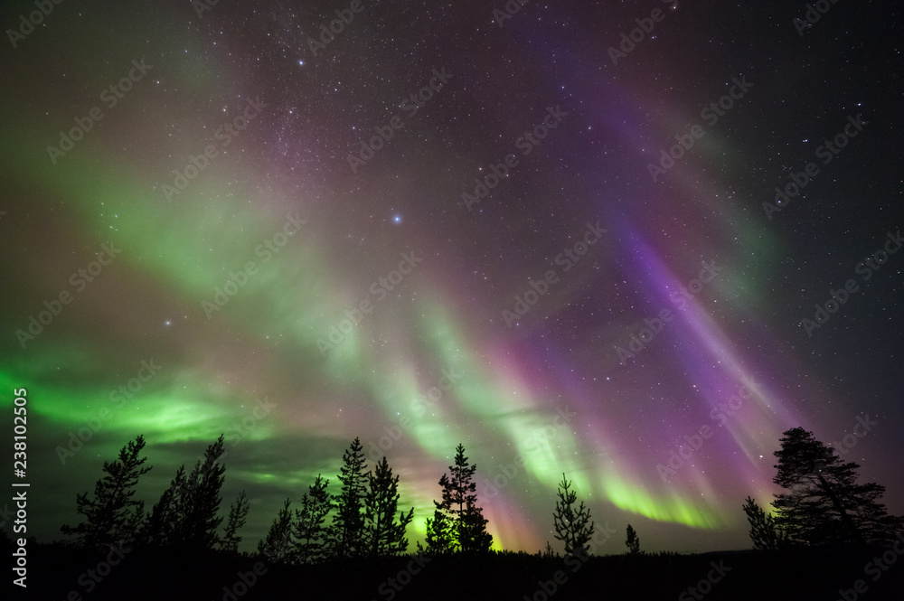 Aurora Borealis, Northern Lights, above boreal forest. Stock Photo ...