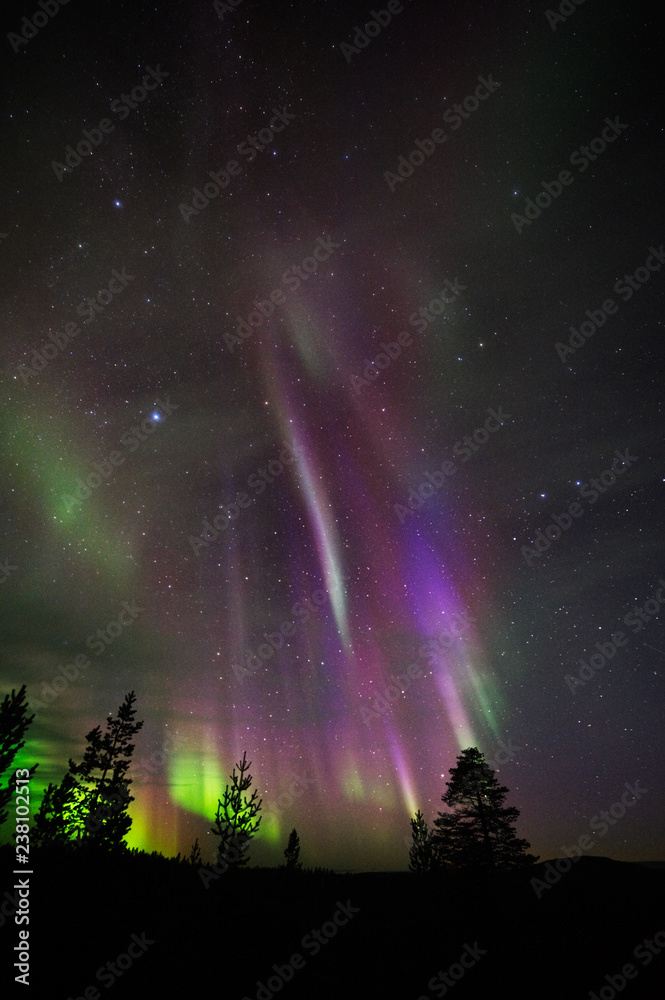 Aurora Borealis, Northern Lights, above boreal forest.