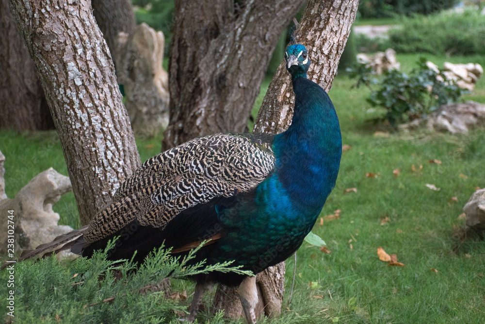 Obraz premium The peacock looks directly