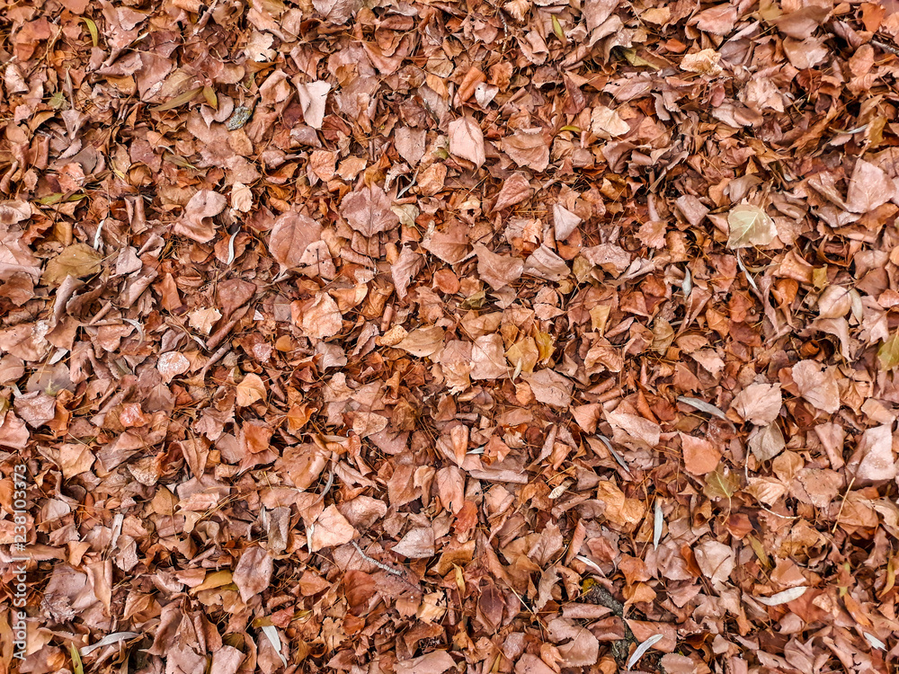 Background with autumn brown leaves