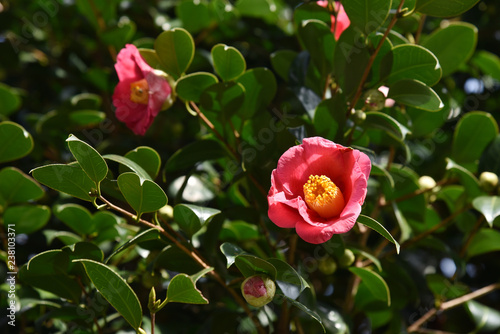 Wallpaper Mural 椿の花 Torontodigital.ca