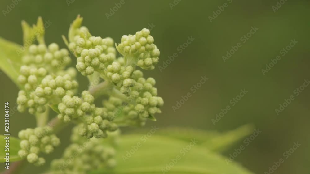 Buds Of Hydrangea Paniculata Siebold Phantom. Panicled Hydrange Buds Of Hydrangea Paniculata Siebold Phantom. Panicled Hydrange