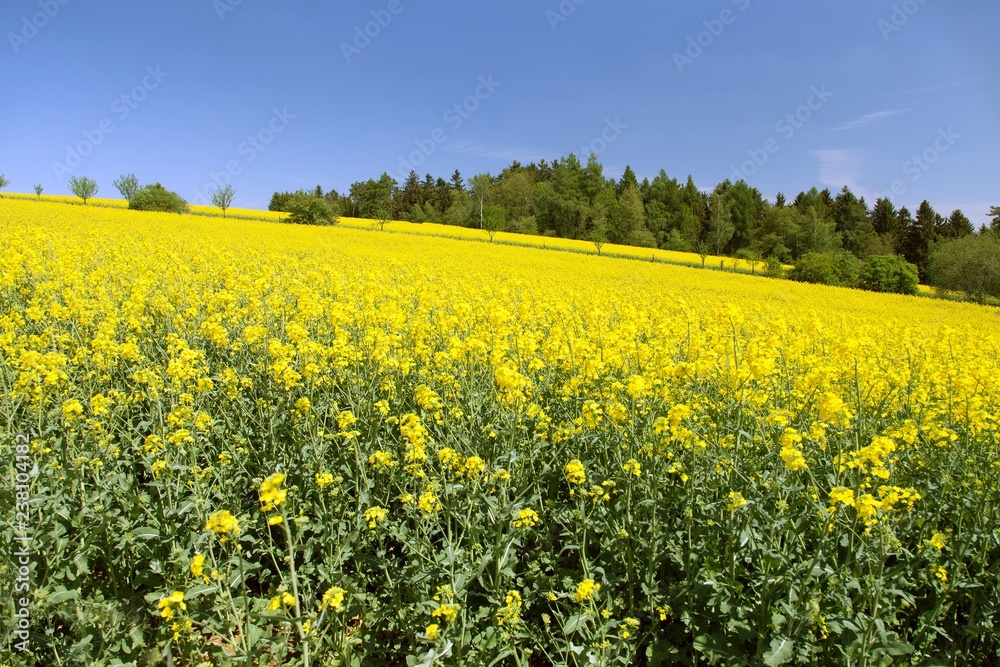 rapeseed canola or colza field in latin brassica napus rapeseed canola or colza field in latin brassica napus