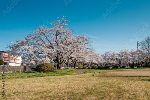 Full bloom cherry blossoms in Takayama city, Japan photo