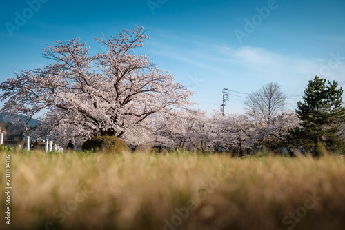 Full bloom cherry blossoms in Japan photo